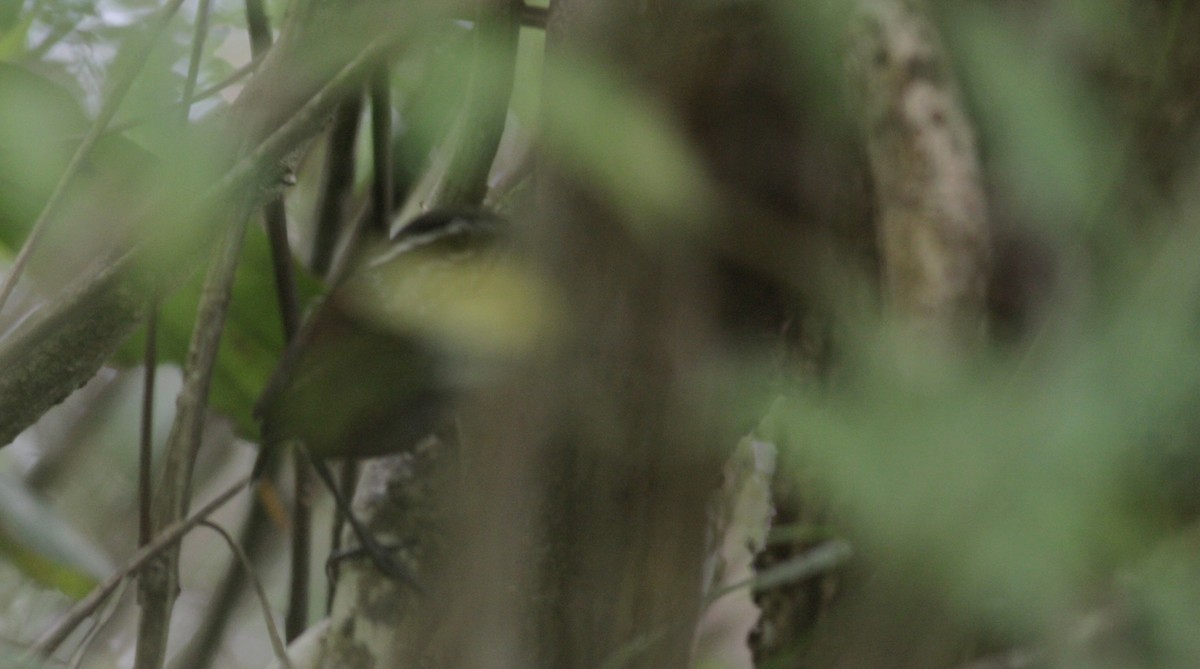 Gray-breasted Wood-Wren (venezuelensis) - ML88210141