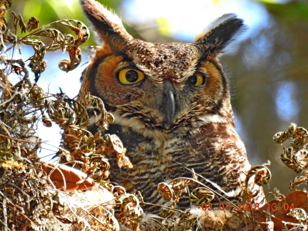 Great Horned Owl - Robert Snow