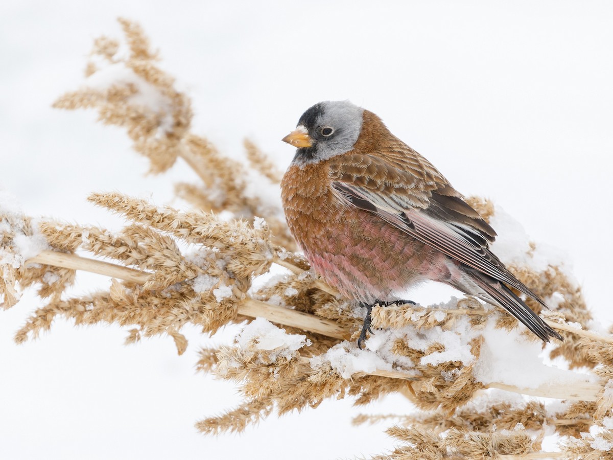 Gray-crowned Rosy-Finch - ML88212981