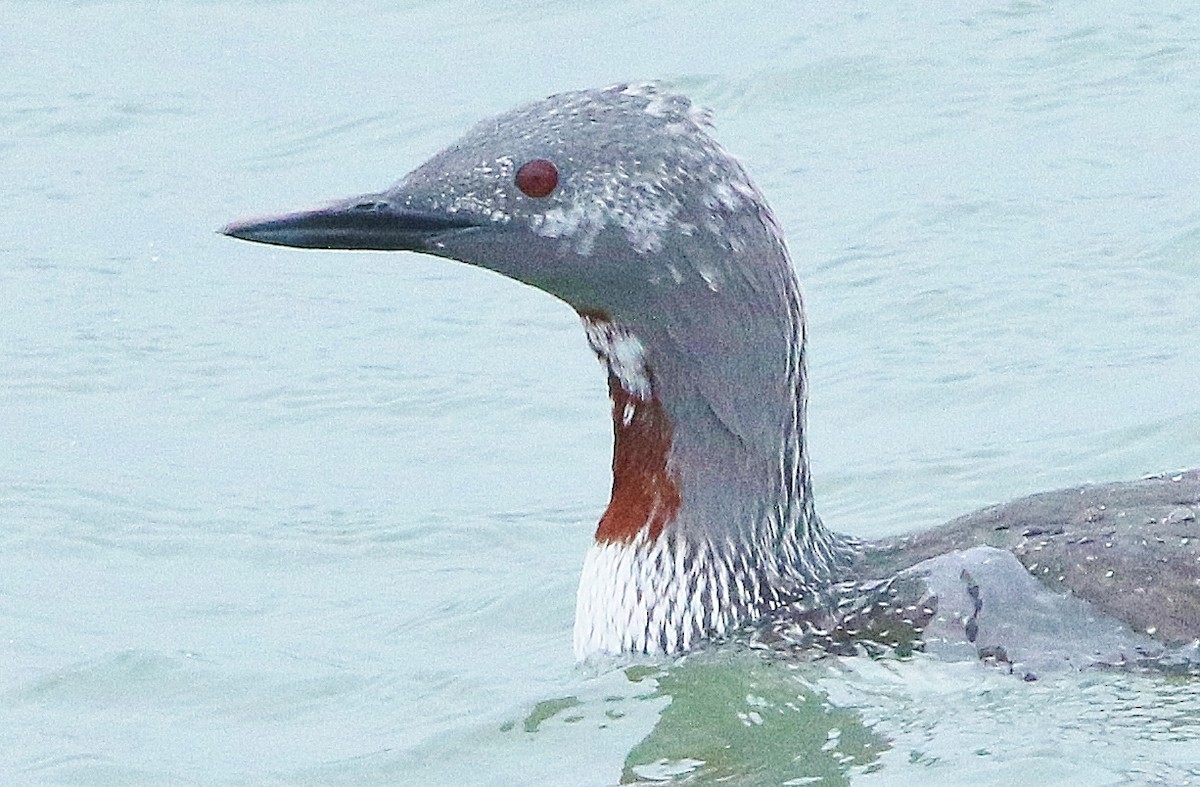 Red-throated Loon - Glenn Anderson