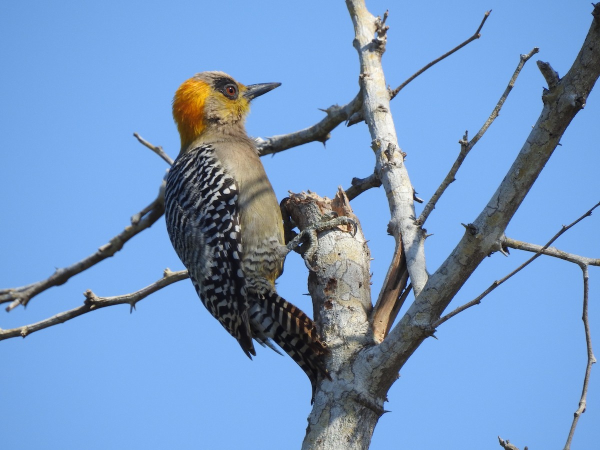Golden-cheeked Woodpecker - ML88214611