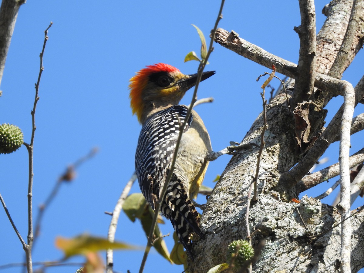 Golden-cheeked Woodpecker - ML88214741