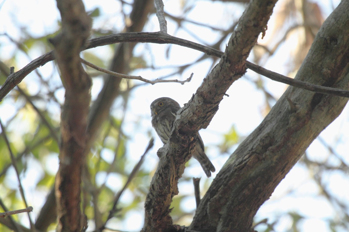 Colima Pygmy-Owl - Brent Thomas
