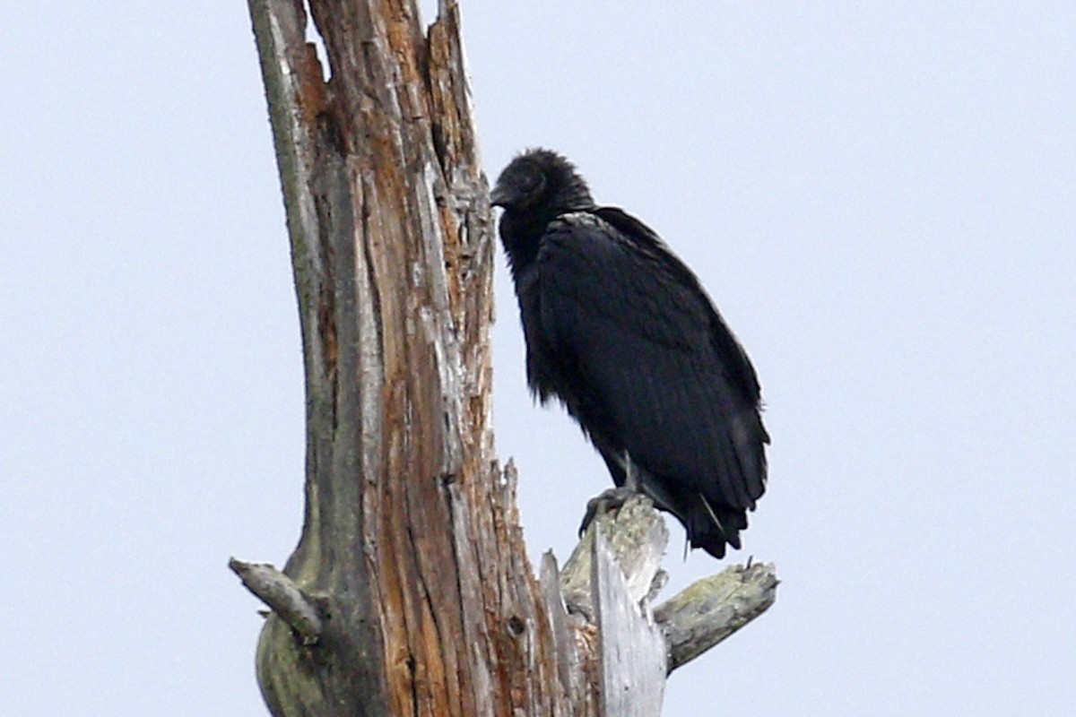 Black Vulture - ML88216641