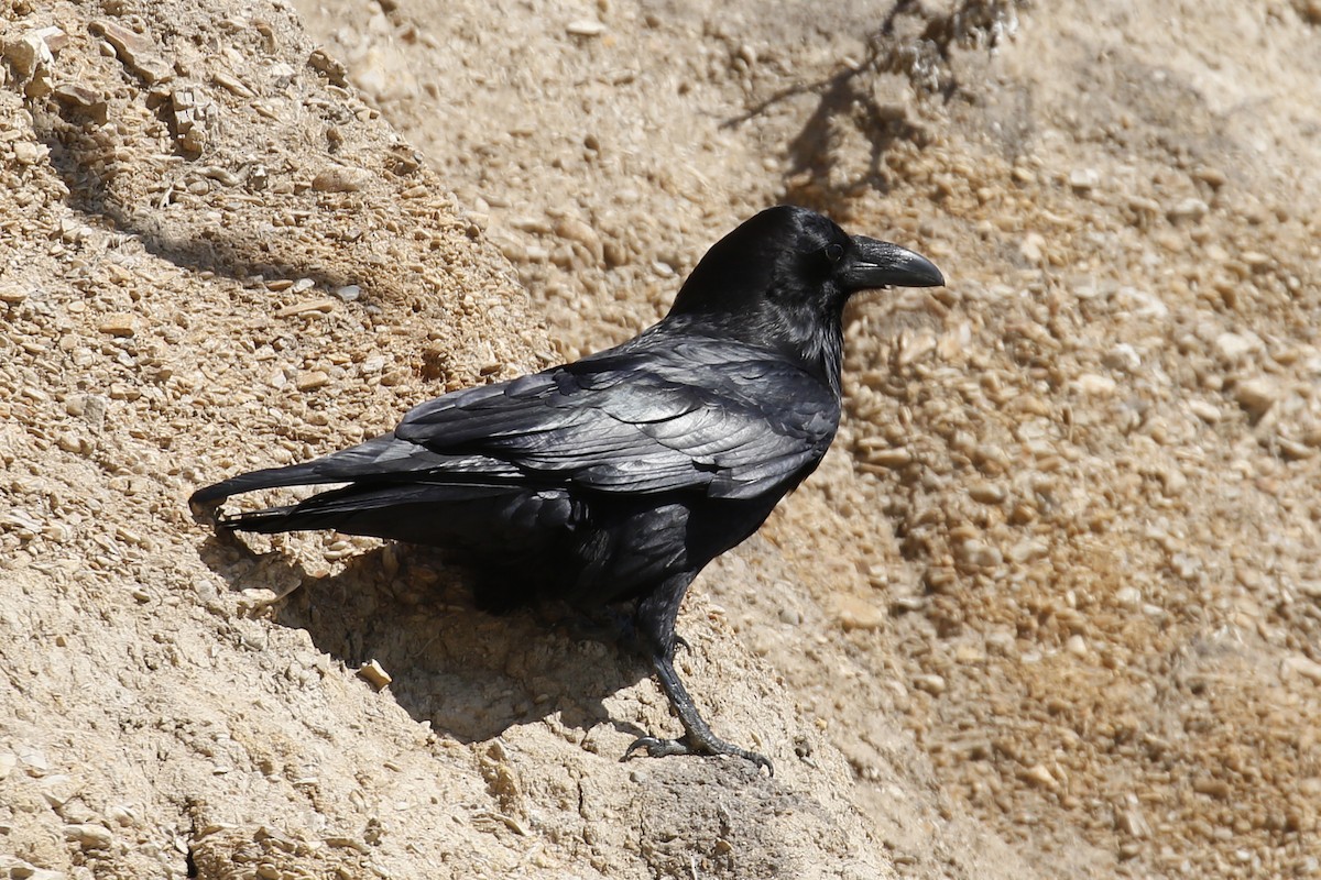 Common Raven - ML88217001