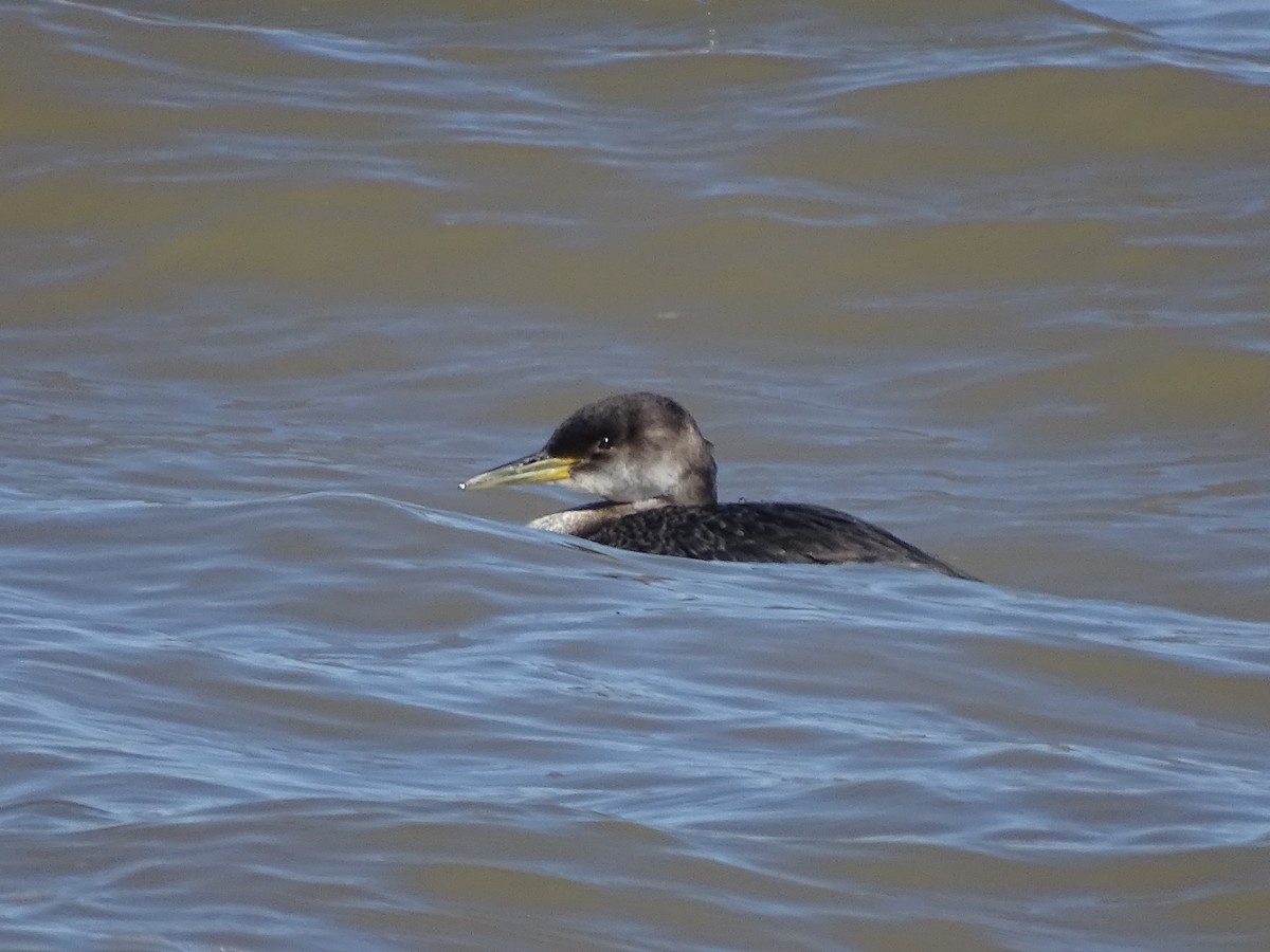 Red-necked Grebe - Sally Isacco