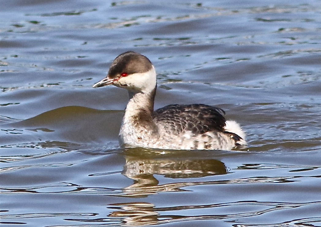 Horned Grebe - Don Roberson