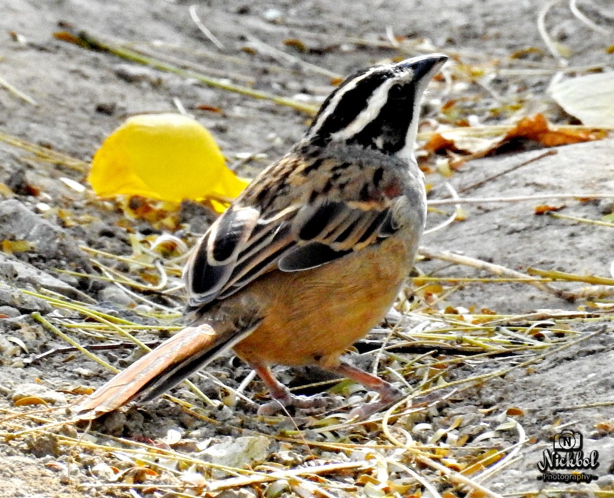 Stripe-headed Sparrow - ML88220791