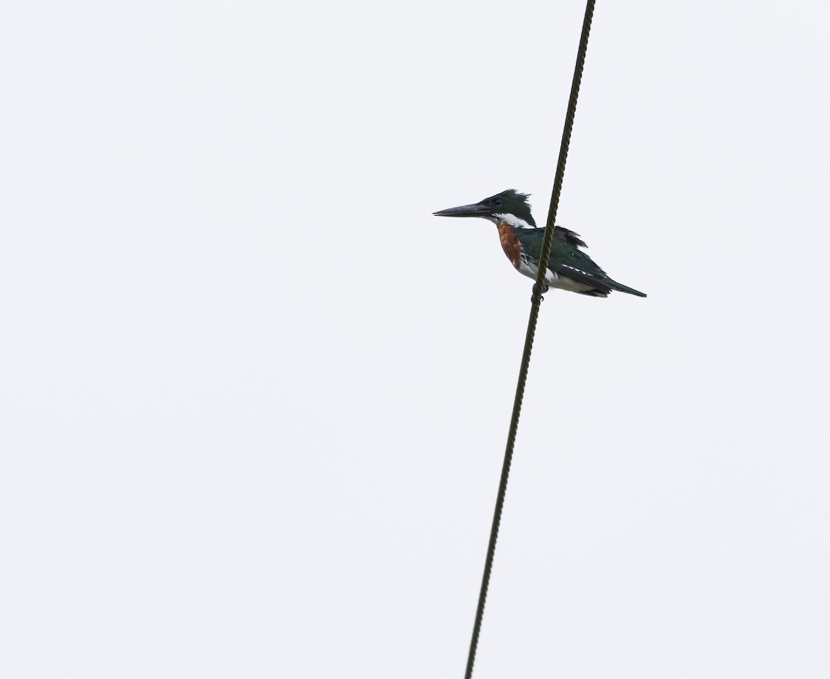 Amazon Kingfisher - Jordan Satler