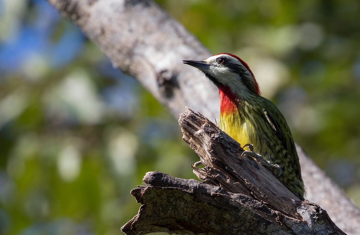 Cuban Green Woodpecker - Suzanne Labbé