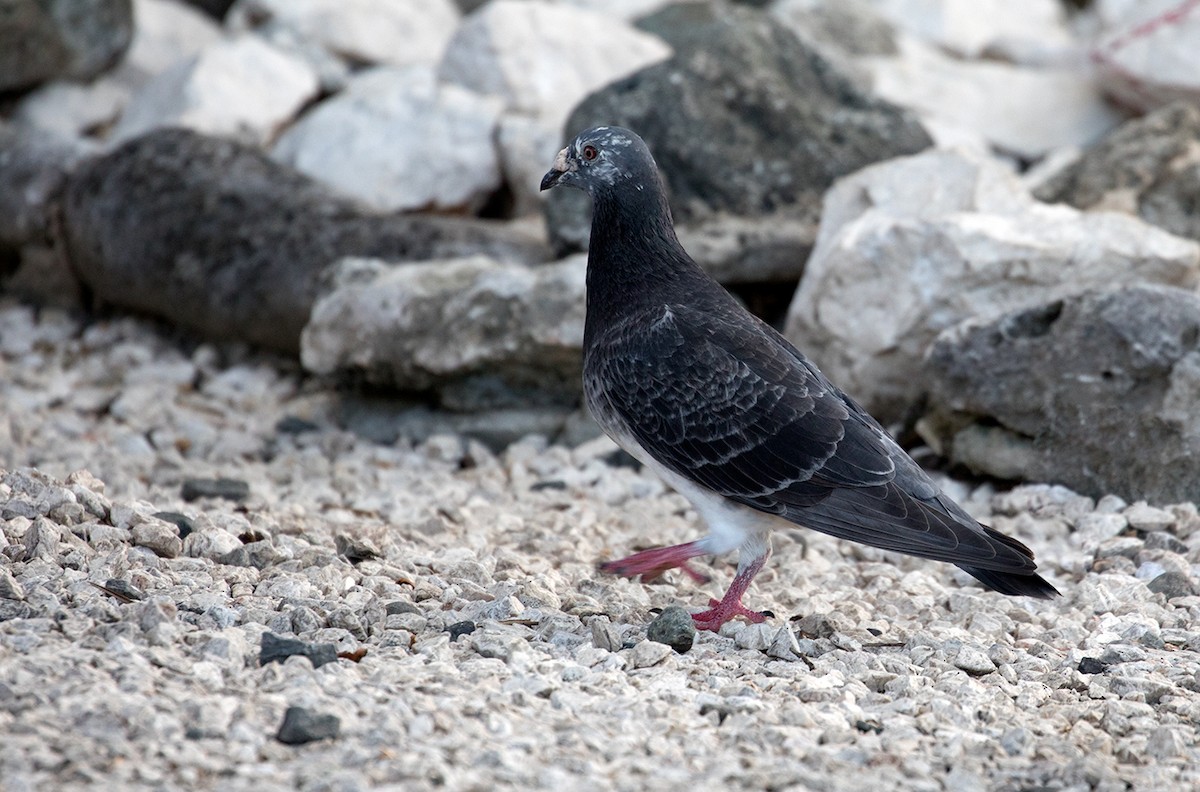 Rock Pigeon (Feral Pigeon) - ML88224611