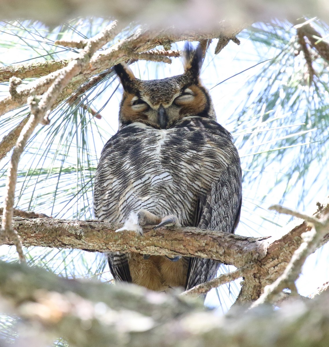 Great Horned Owl - Bruce  Purdy