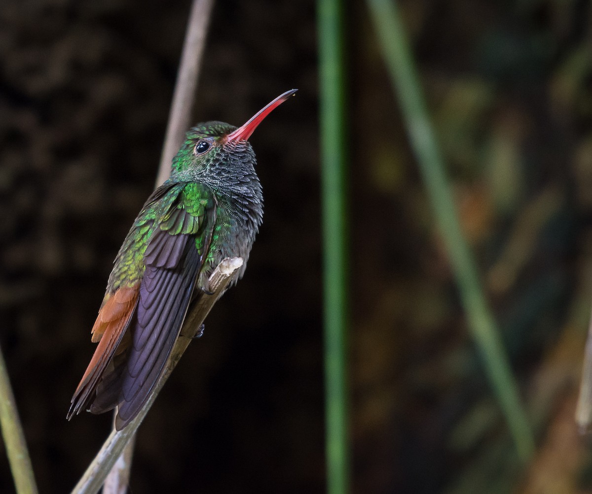 Rufous-tailed Hummingbird - Jordan Satler