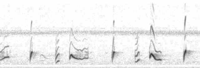 Різжак рудошиїй (підвид rufinucha) - ML8823