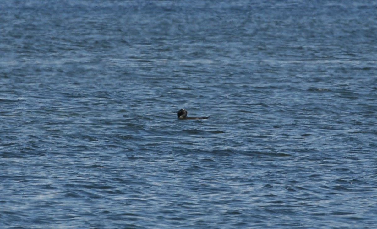 Musk Duck - Anonymous