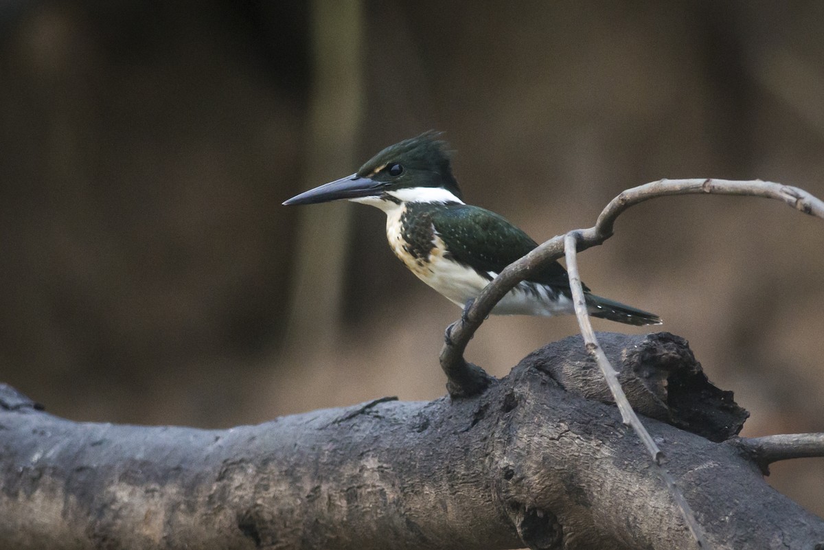 Amazon Kingfisher - Claudia Brasileiro