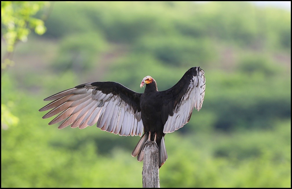 Lesser Yellow-headed Vulture - Tom Pavlik