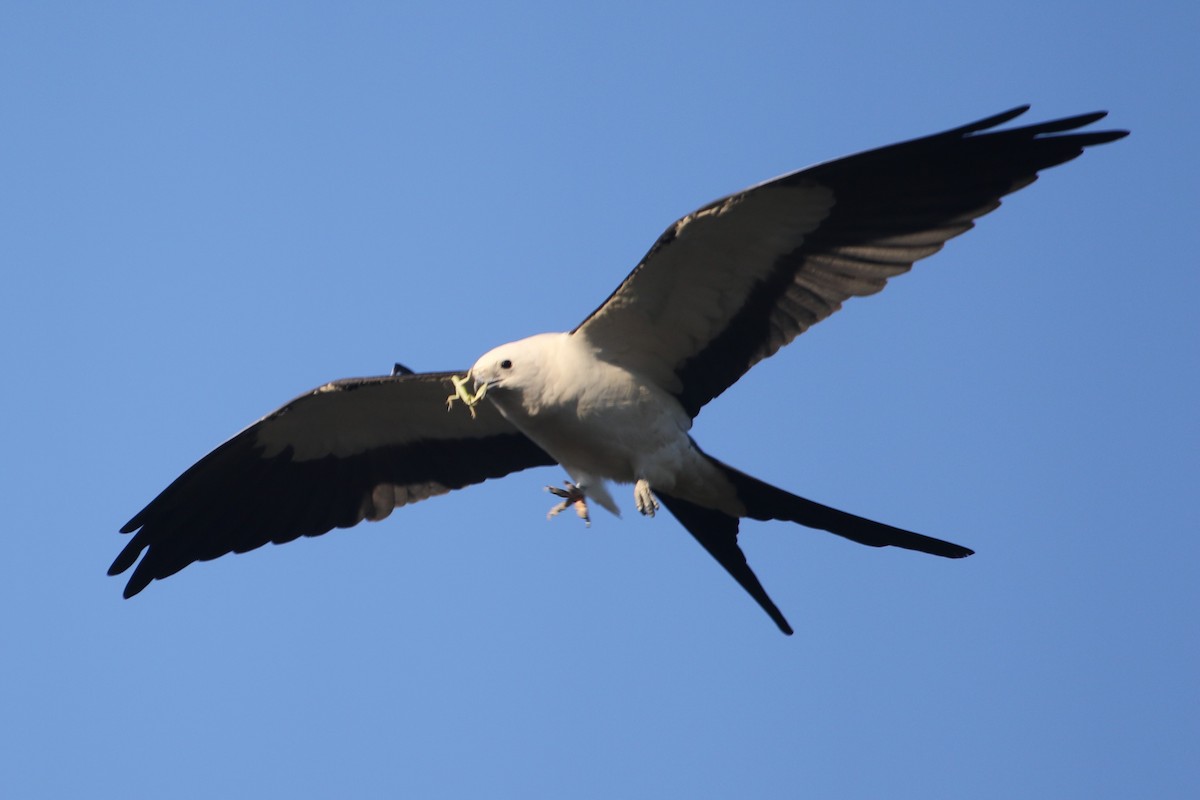 Swallow-tailed Kite - Dan O'Malley
