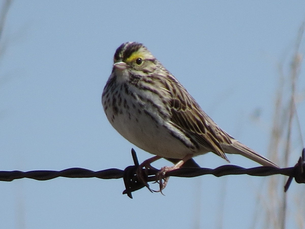 Savannah Sparrow - ML88232771