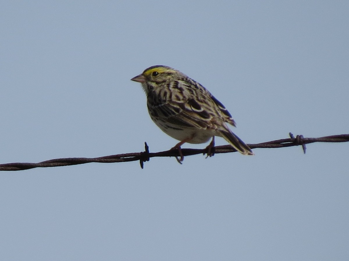 Savannah Sparrow - ML88232781