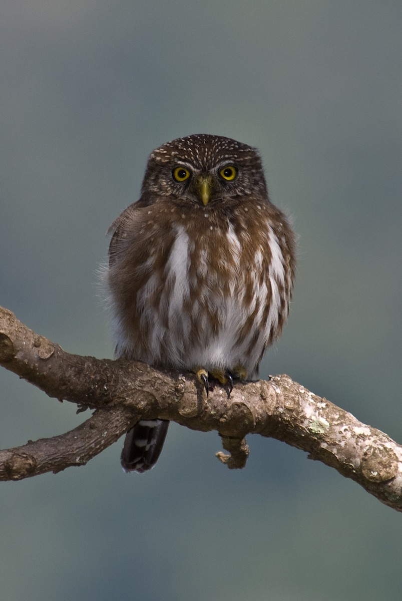 Ferruginous Pygmy-Owl - Stephen Davies