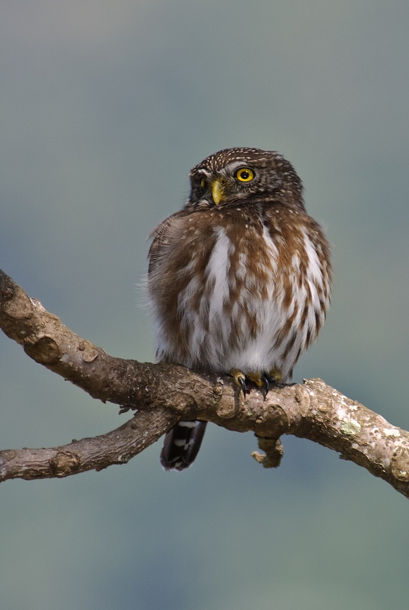 Ferruginous Pygmy-Owl - ML88235861
