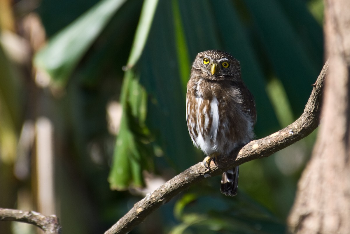 Ferruginous Pygmy-Owl - ML88235871