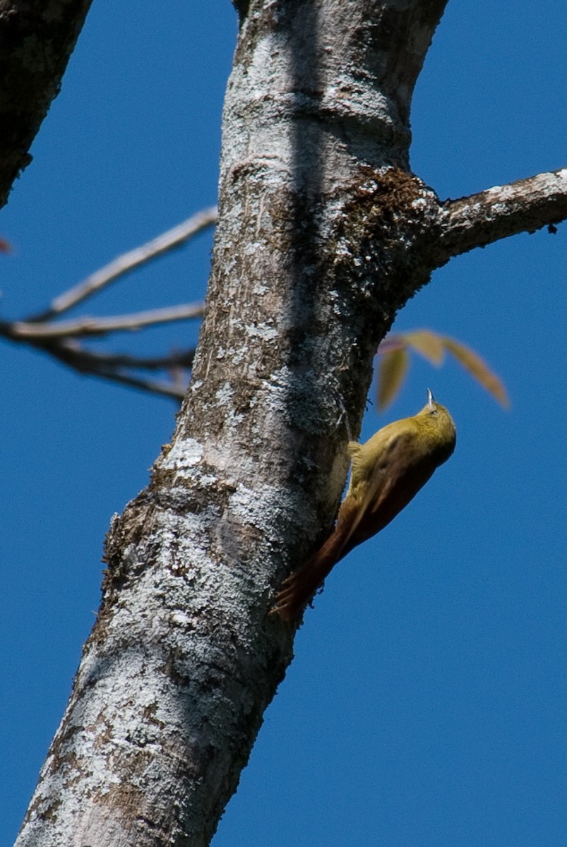 Olivaceous Woodcreeper - Stephen Davies