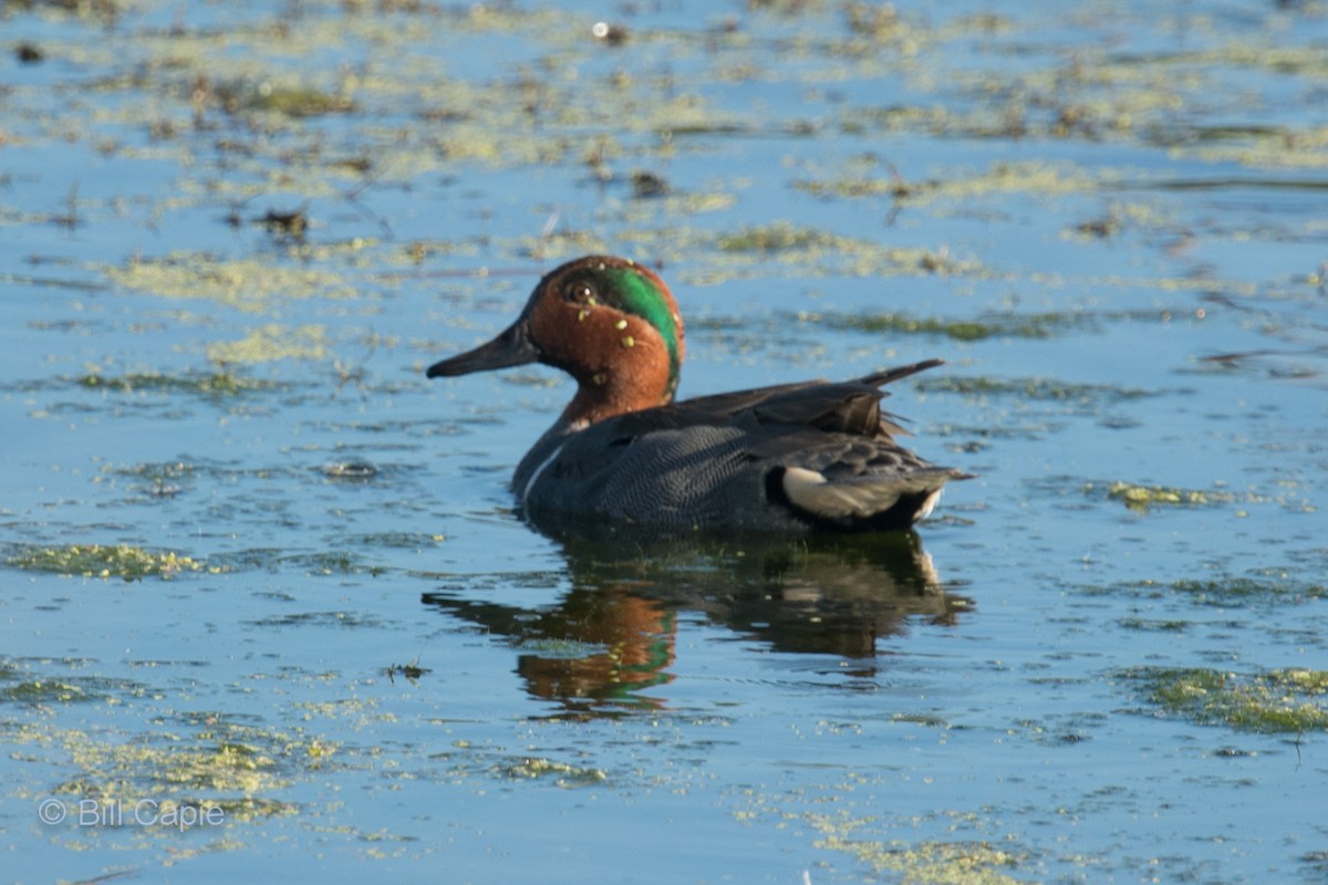 Green-winged Teal - Bill Capie