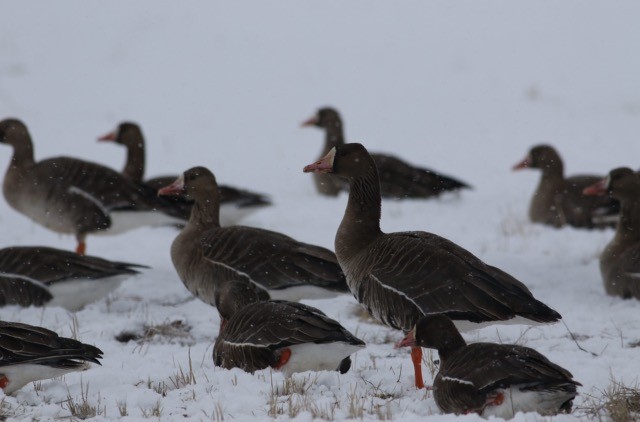 Greater White-fronted Goose - Micah Silver