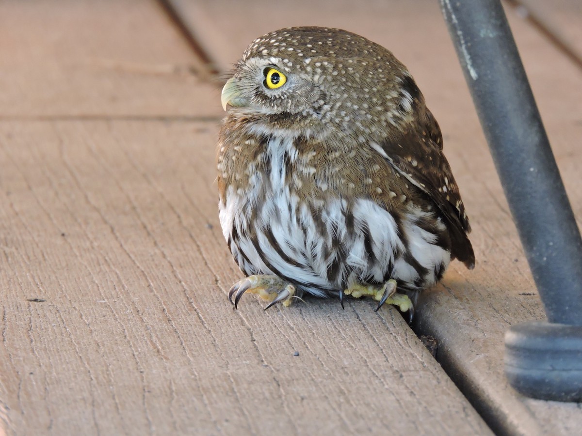 Northern Pygmy-Owl - Jenny Kizziar