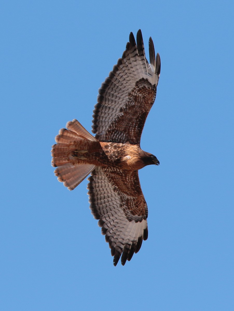 Red-tailed Hawk - Glenn Walbek