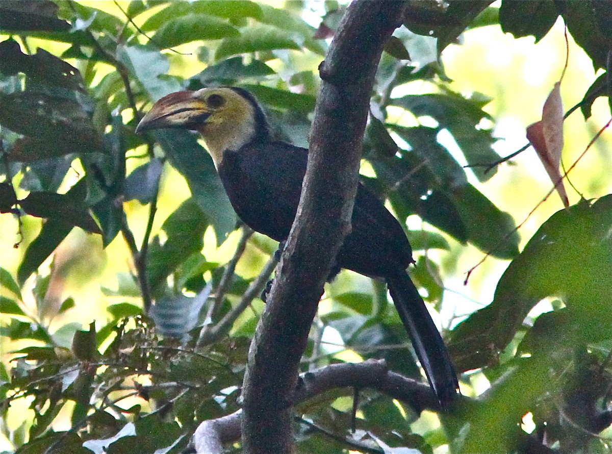 Sulawesi Hornbill (Sanford's) - ML88241331