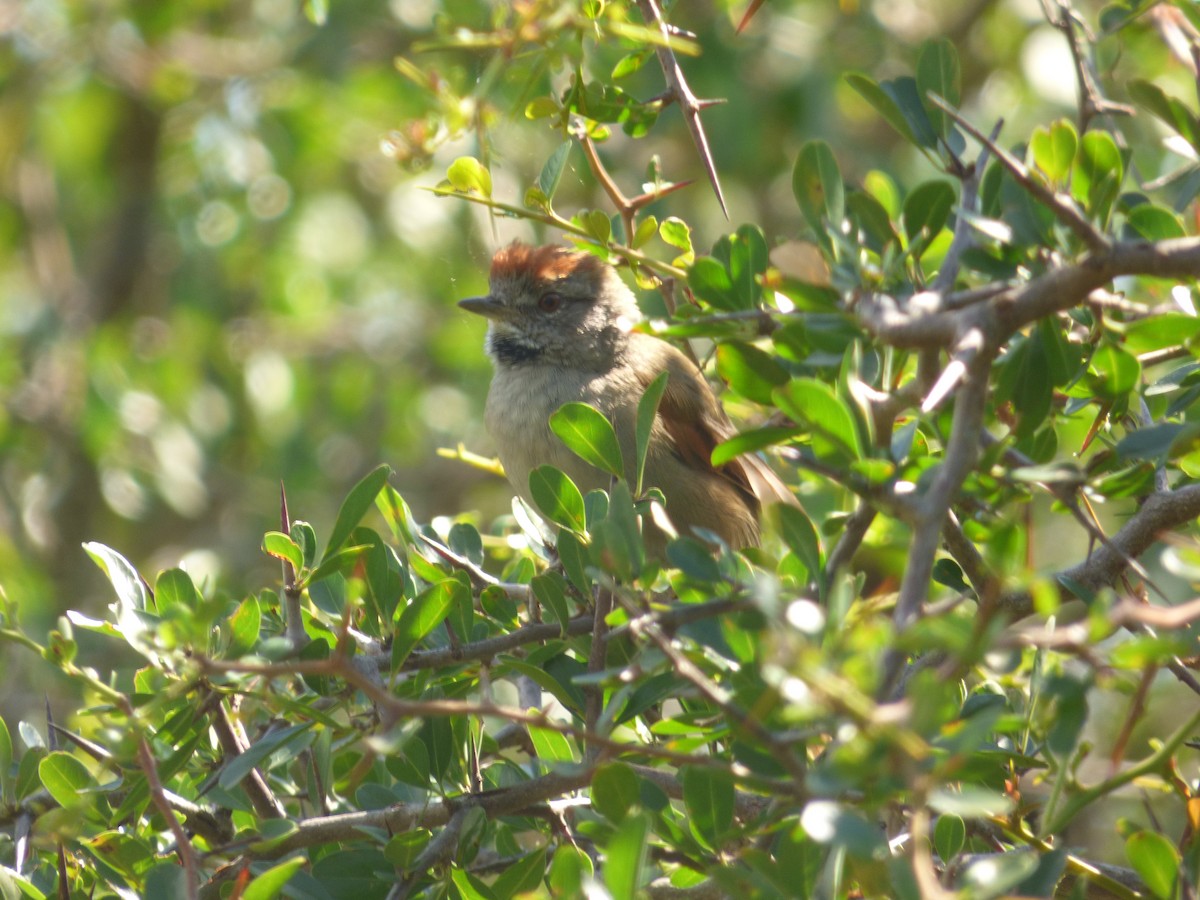 Sooty-fronted Spinetail - ML88241851