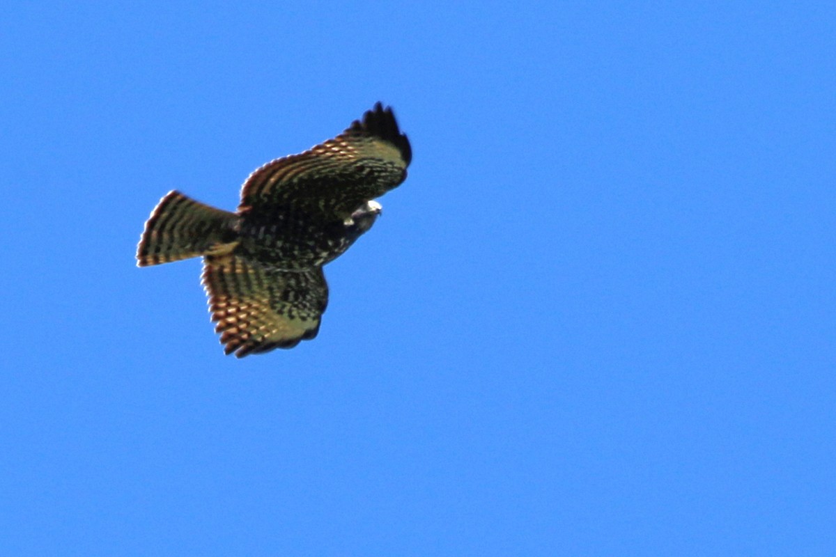 Short-tailed Hawk - James Arneson