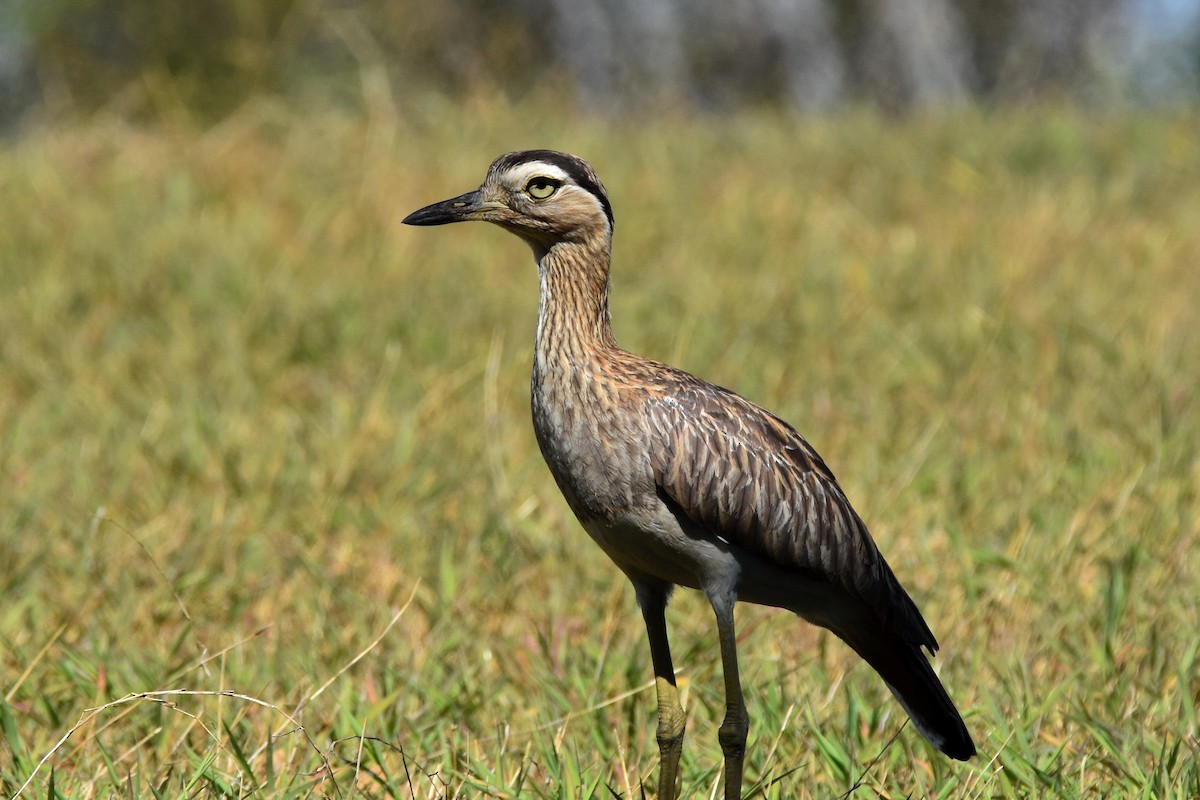 Double-striped Thick-knee - Nick Moore