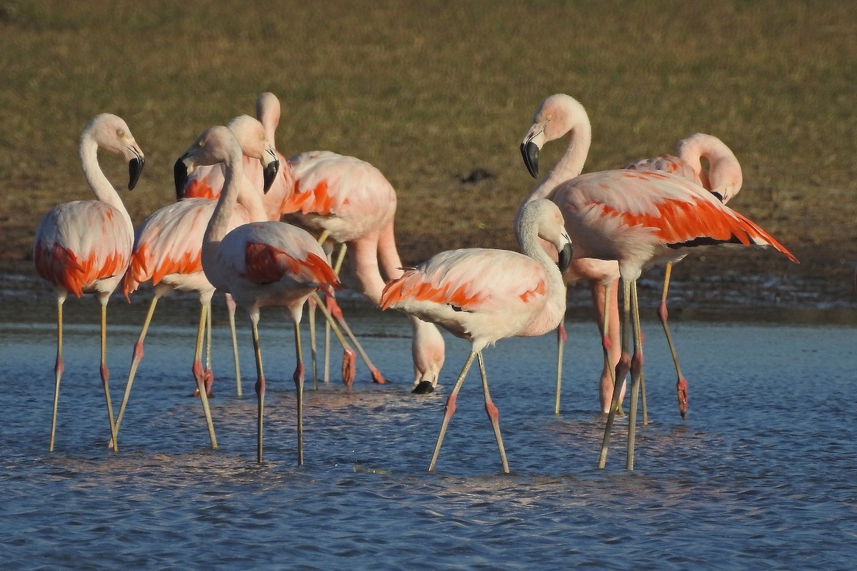 Chilean Flamingo - ML88244171