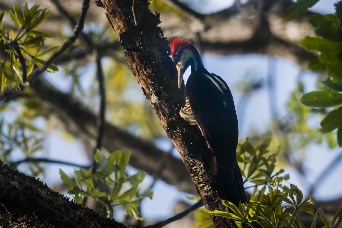 Crimson-crested Woodpecker - ML88244611