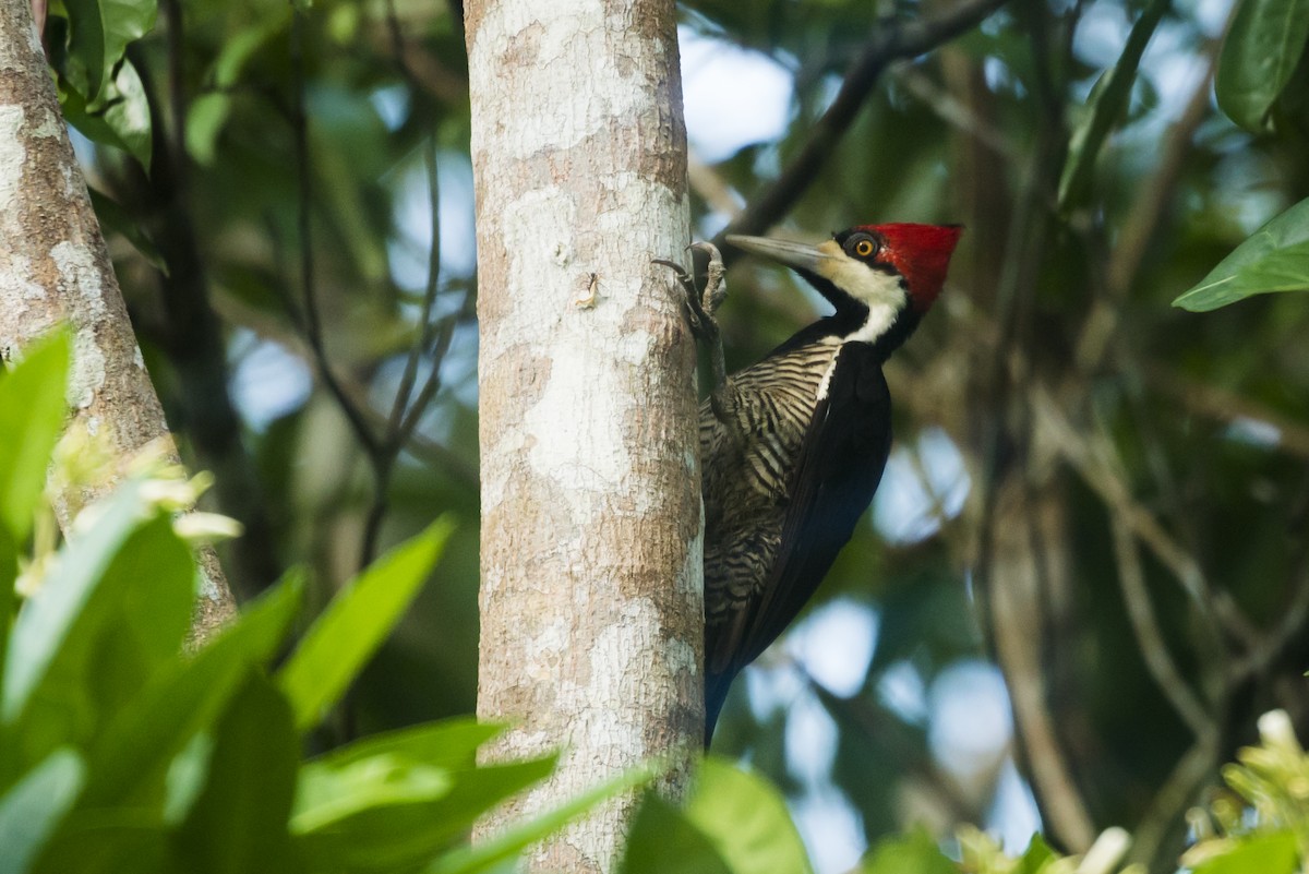 Crimson-crested Woodpecker - ML88244631