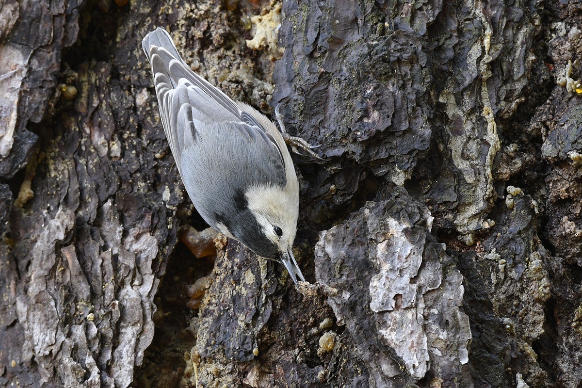 White-breasted Nuthatch - ML88244661