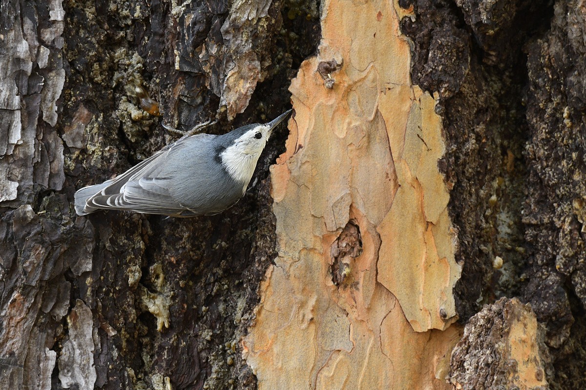 White-breasted Nuthatch - ML88244711