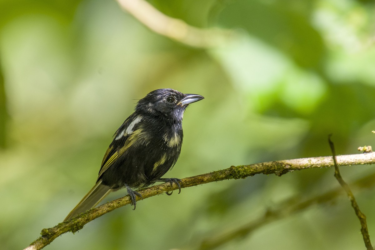 White-shouldered Tanager - ML88244971