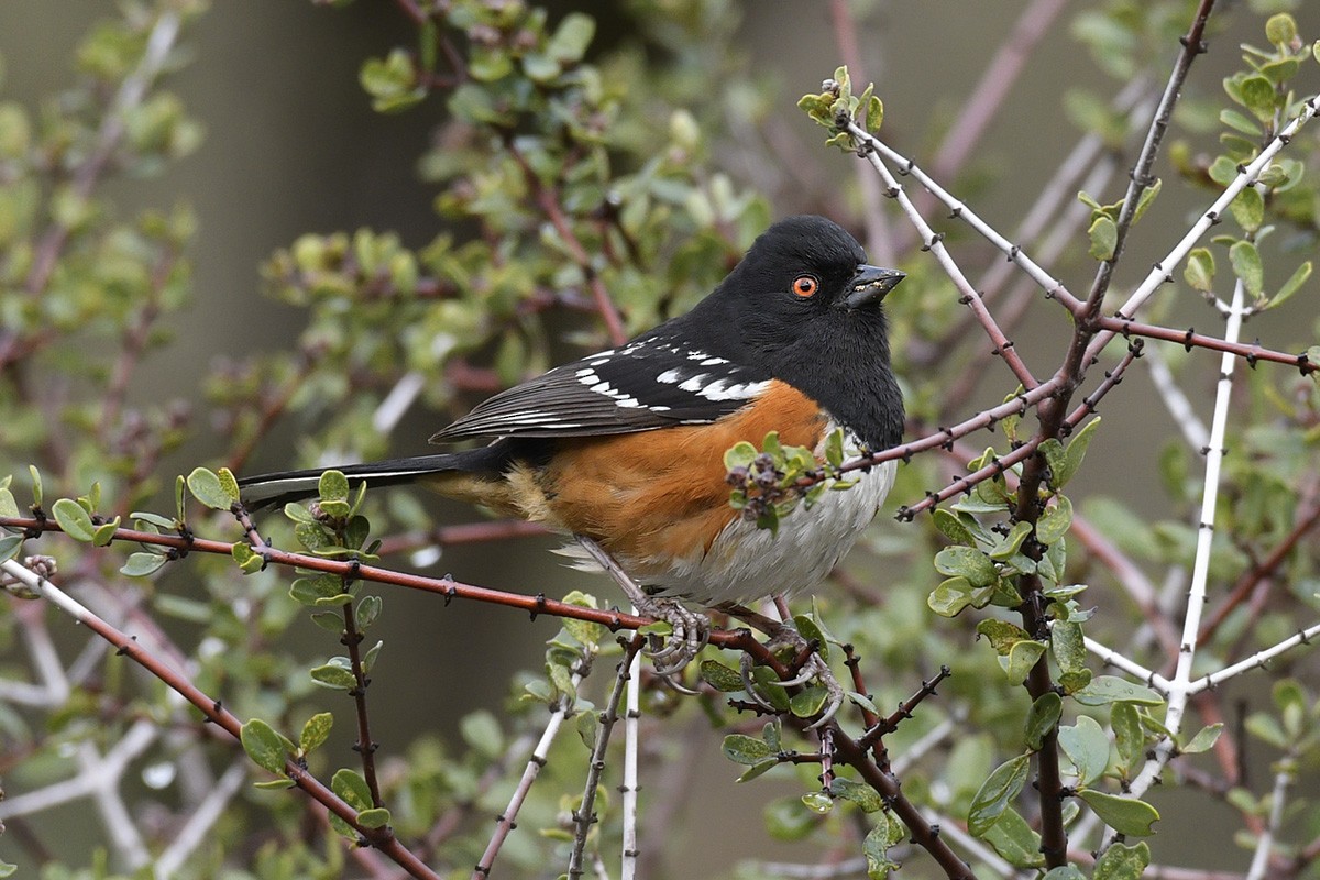 Spotted Towhee - ML88244981