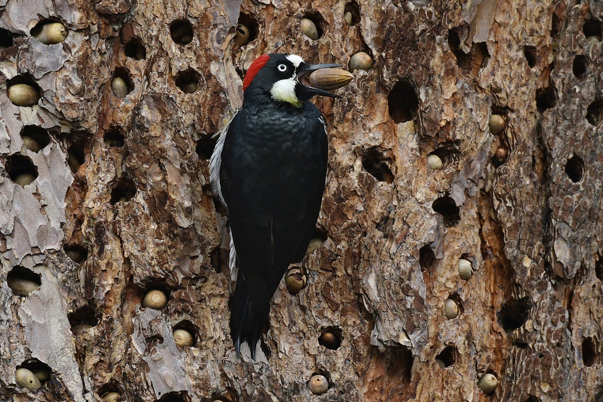 Acorn Woodpecker - ML88245051