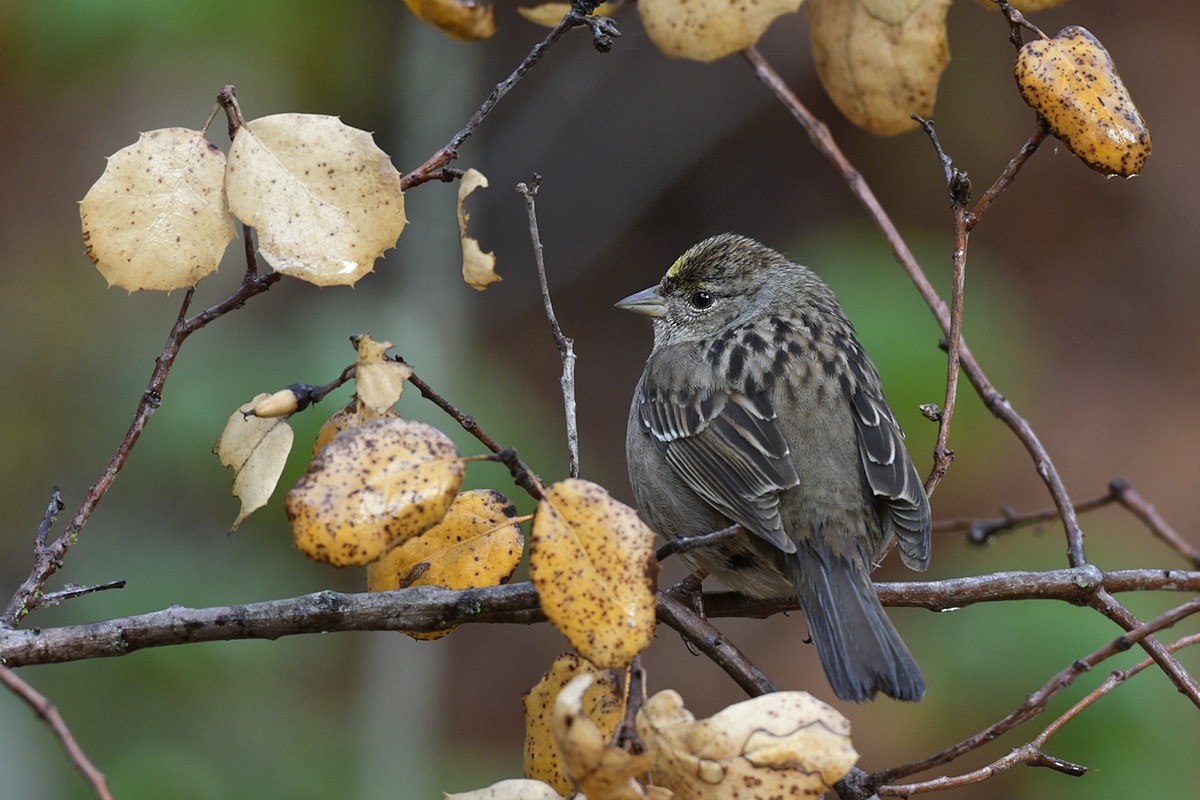 Golden-crowned Sparrow - ML88245151