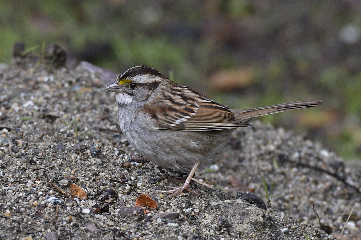 White-throated Sparrow - ML88245241