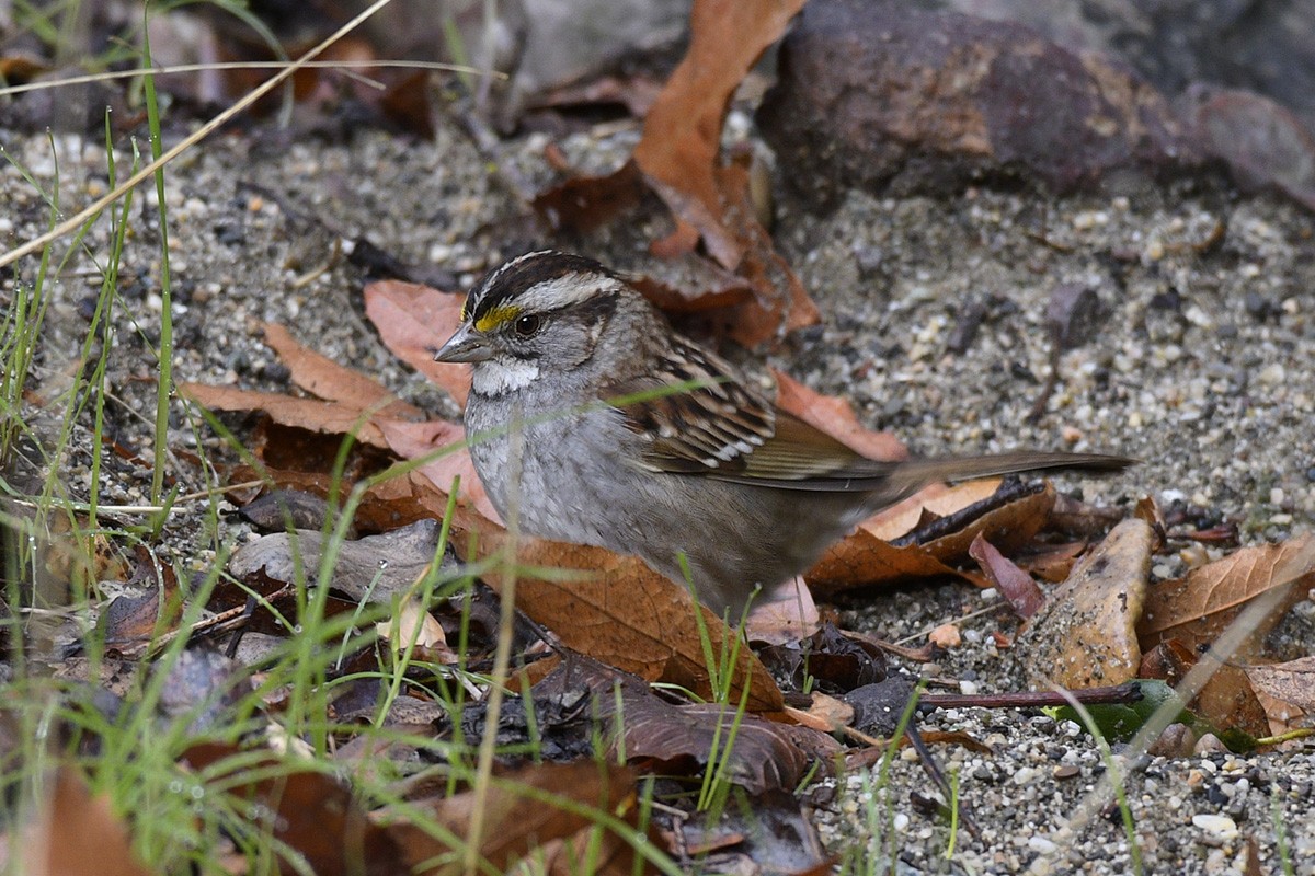 White-throated Sparrow - ML88245251