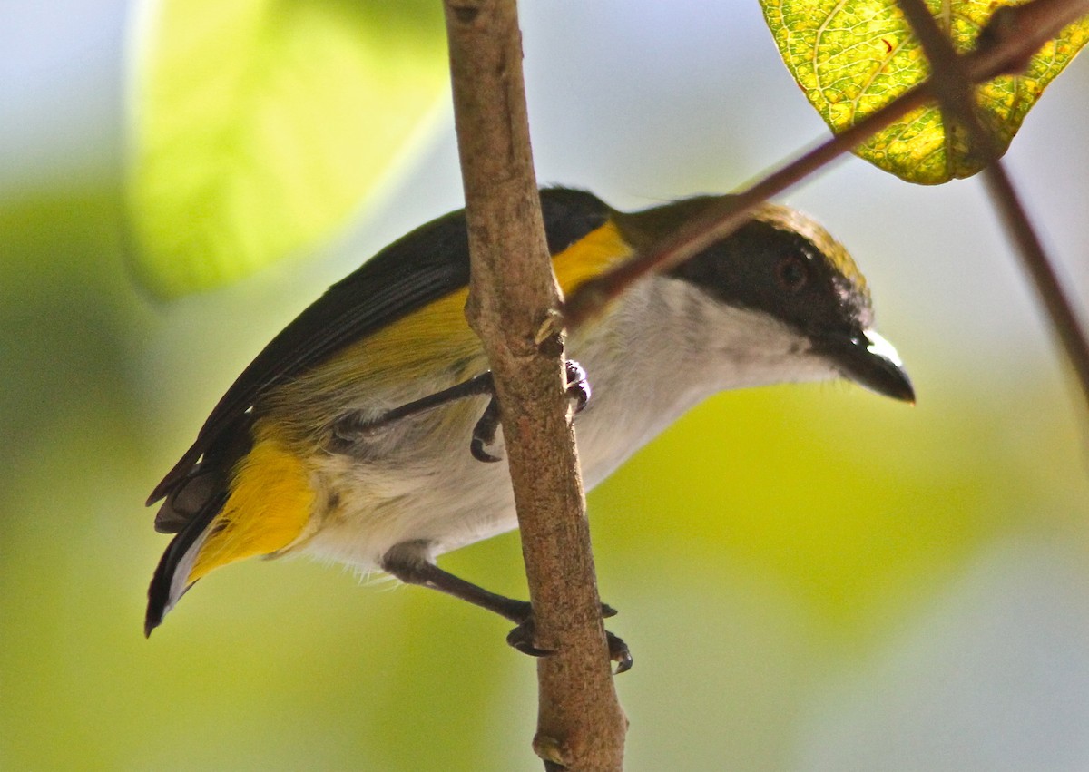 Yellow-sided Flowerpecker - ML88245271
