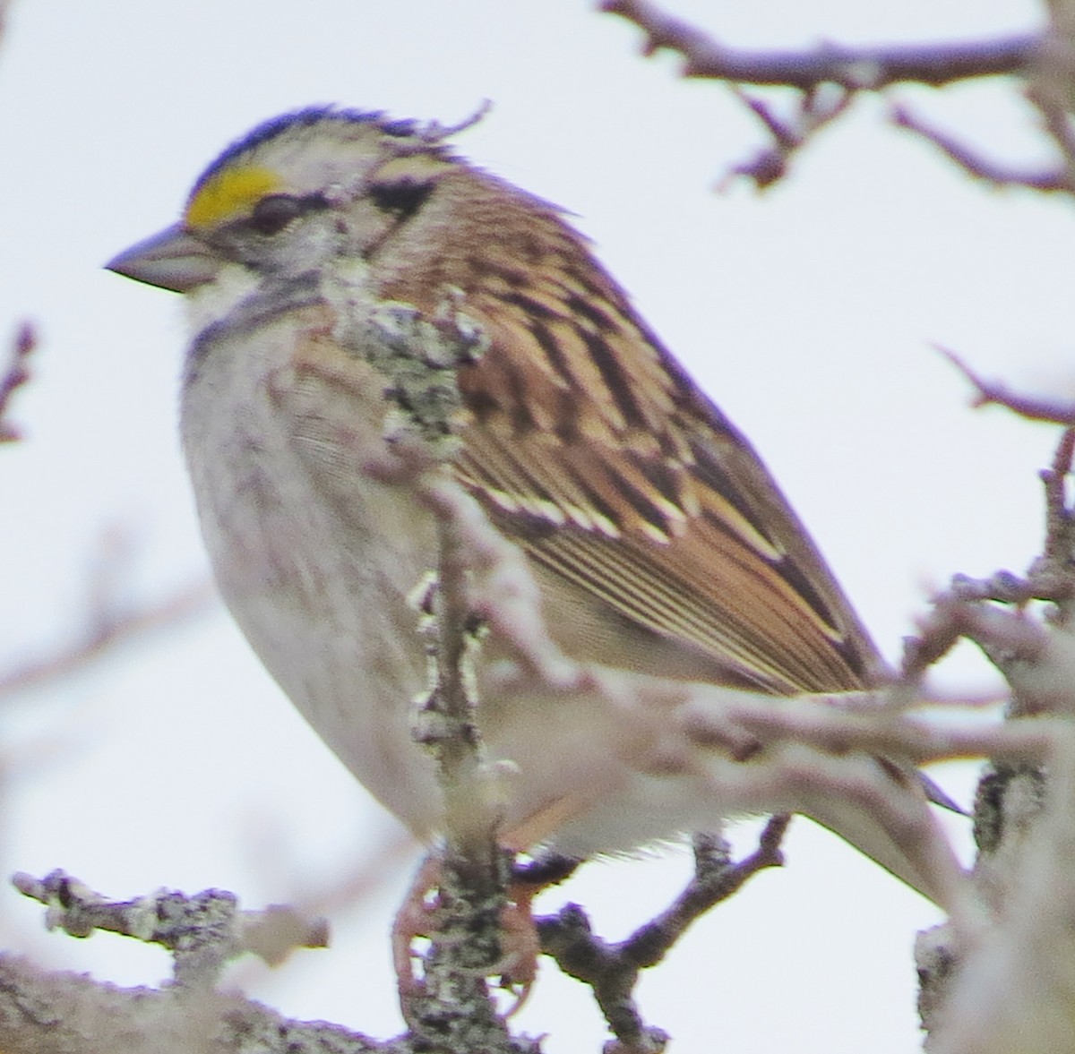 White-throated Sparrow - James Hirtle