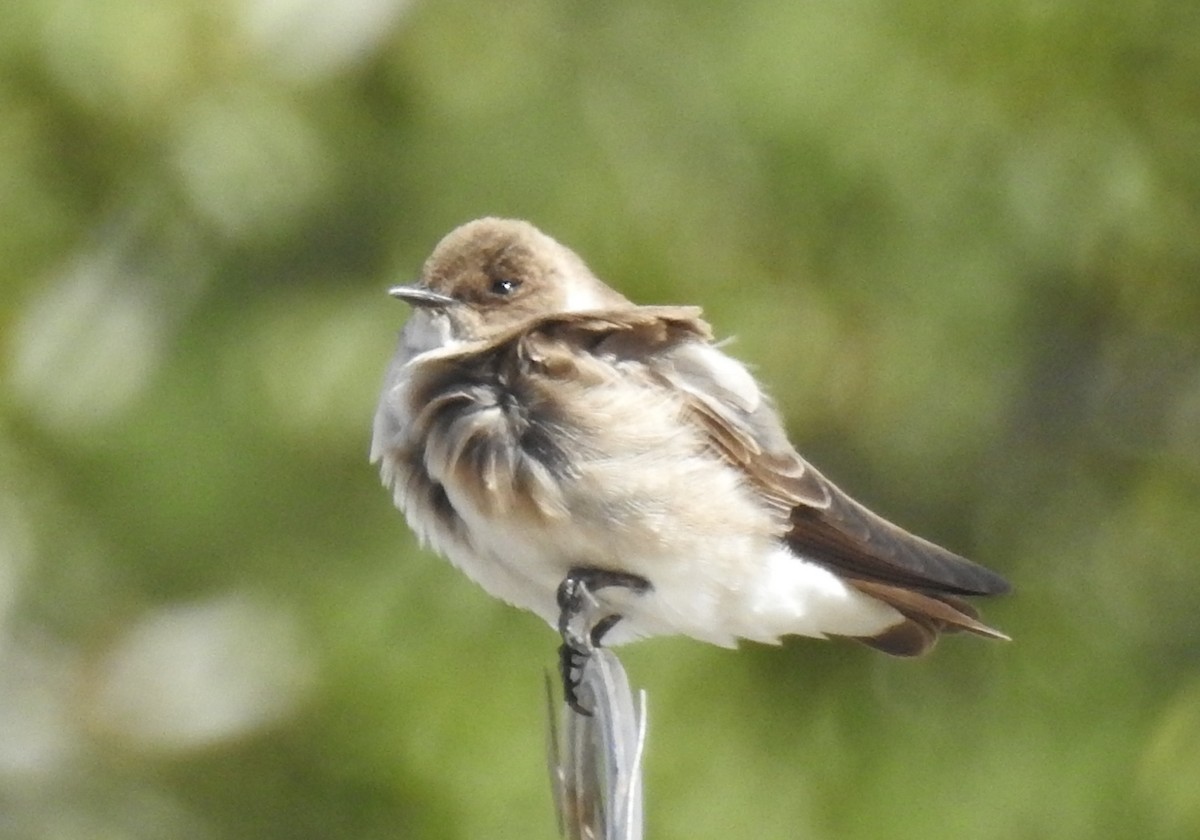 Northern Rough-winged Swallow - ML88245341